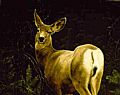 North American Wildlife: Hoofed - Nature Art by Jeanne Filler Scott